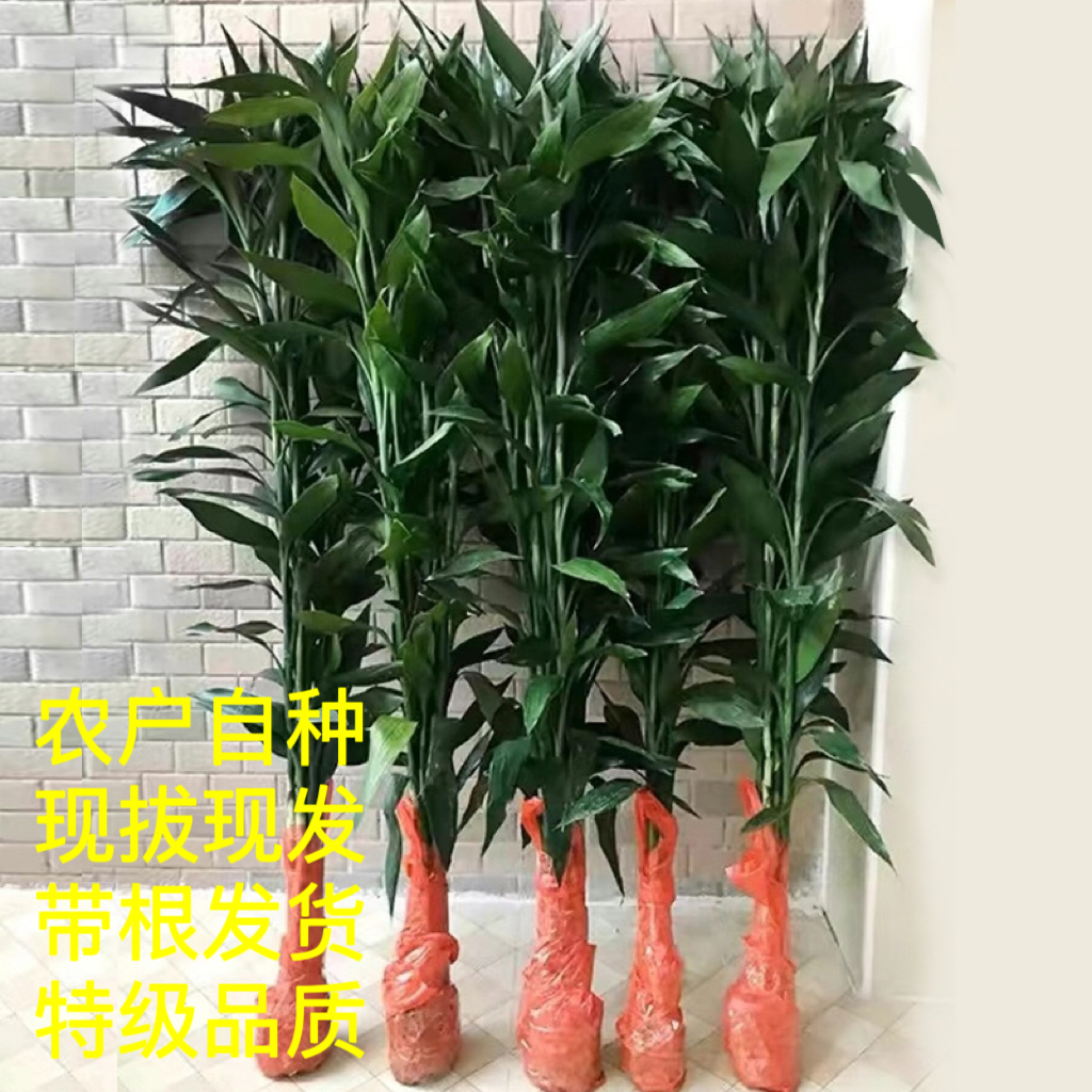 招财富贵竹水培植物带根大号粗根