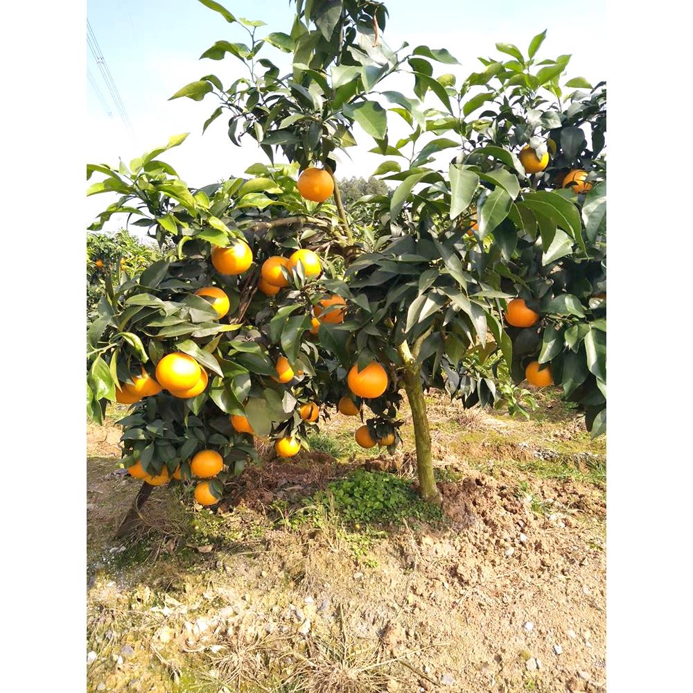 早熟爱媛38号28号果冻橙子树苗嫁接苗红美人柑橘树苗当年结果地栽图片
