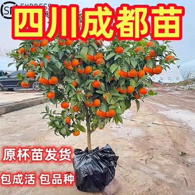 无籽沙糖橘苗橘子树砂糖橘树苗盆栽地栽桔子树苗南方果树橘子苗树