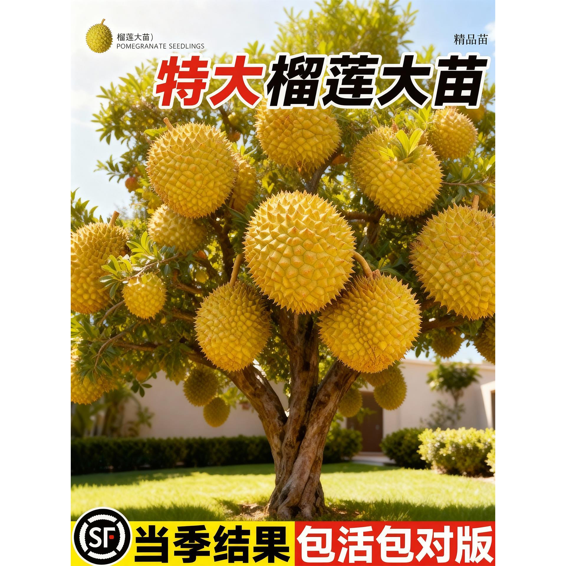 正宗广西特大榴莲树果苗嫁