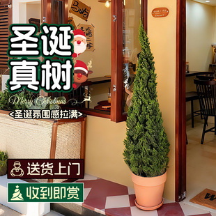圣诞树真树龙柏盆栽客厅绿植室内大型植物高级感室外好养塔松侧柏