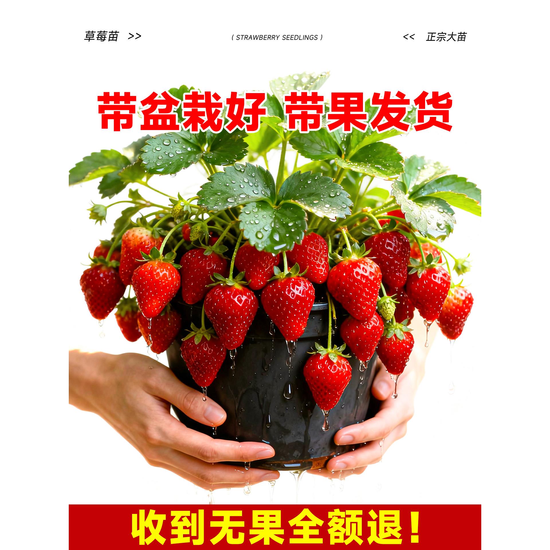 草莓盆栽大苗带果花发货奶