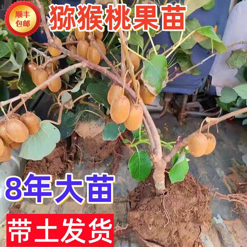猕猴桃树果苗嫁接雌雄同体红心猕