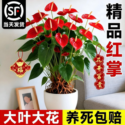 【红掌盆栽】阳台花卉养死包赔