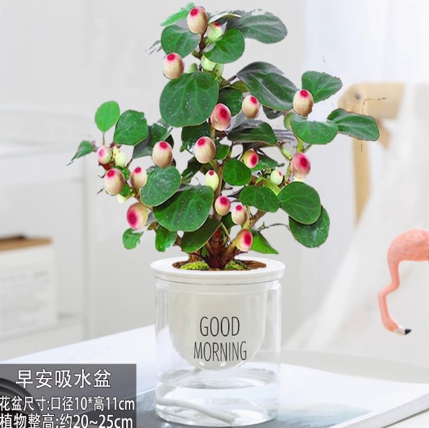 小盼菩提树盆栽室内绿植