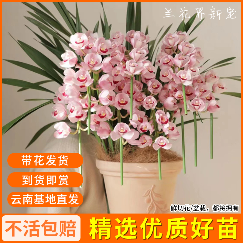 大花蕙兰盆栽带花苞室内客厅盆栽特级兰花苗盆景春节花卉好养植物