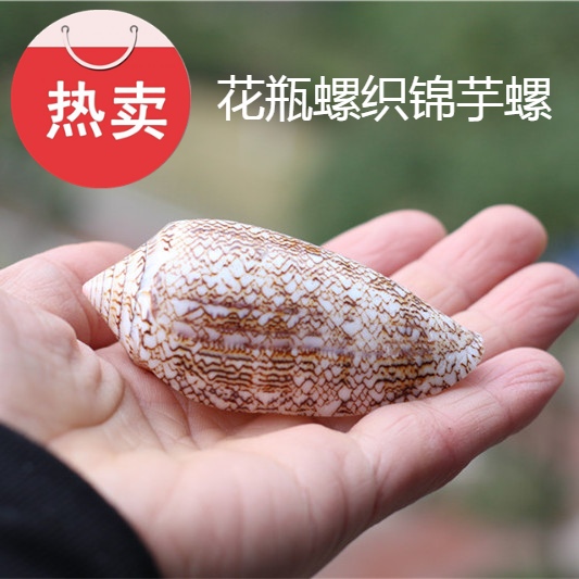 热卖天然海螺贝壳花瓶螺织锦芋螺鱼缸装饰地中海橱窗设计拍摄道具