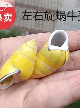 热卖贝壳海螺左旋螺陆贝蜗牛壳家居摆件装饰创意漂流瓶微景拍摄