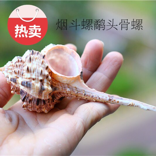 热卖天然海螺贝壳鹬头骨螺烟斗螺婚庆DIY墙贴装潢鱼缸水族装饰品