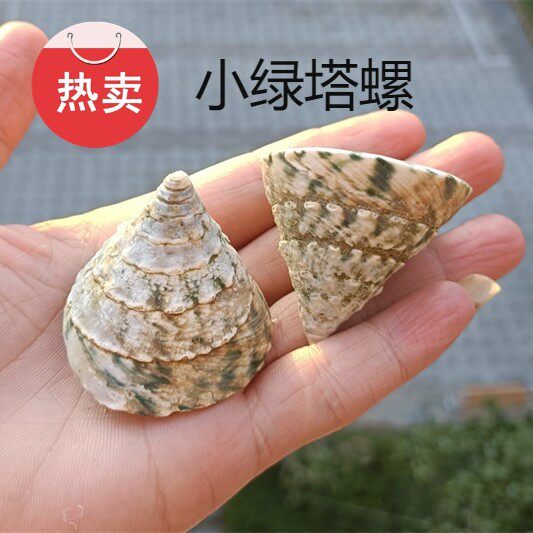 天然贝壳海螺绿塔螺宝塔螺鱼缸造景水族装饰地中海风格装饰画摆件图片