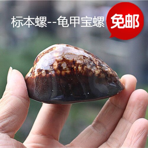 包邮天然海螺贝壳龟甲宝螺标本螺珊瑚鱼缸造景地中海家居礼品海星