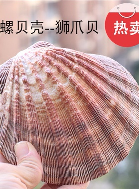 热卖天然狮爪贝超大厚贝壳家居装饰品扇贝摄影道具盘子鱼缸装饰