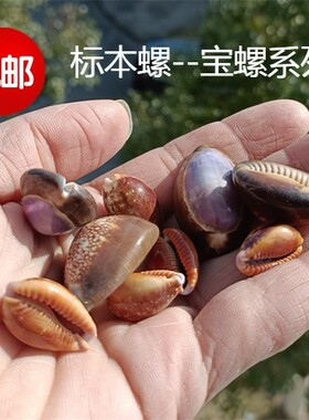 包邮天然海螺贝壳红花宝螺紫宝螺雪山宝螺标本螺收藏鱼缸装饰家居