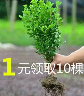 小叶黄杨苗瓜子黄杨苗法国冬青苗冬青苗金边黄杨庭院绿篱树苗
