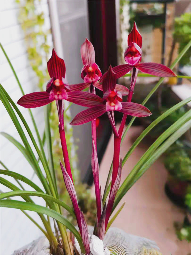 浓香型兰花老品种春兰醉红素四季好养室内阳台客厅庭院绿植盆栽,鲜花速递/花卉仿真/绿植园艺,国兰/杂交兰/洋兰类,淘宝优惠券,粉丝福利购,淘宝优惠卷