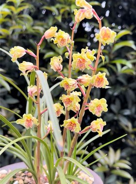当年开花浓香兰花蕙兰金祥云四季好养室内外阳台客厅庭院绿植盆栽