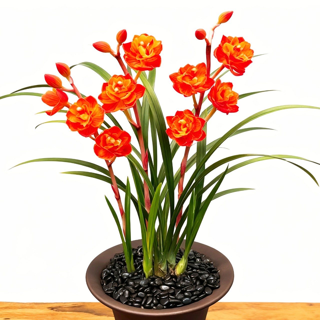 当年开花浓香兰花稀有春剑玉菊四季好养室内阳台客厅庭院绿植盆栽
