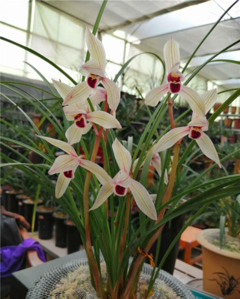 包邮当年开花兰花苗盆栽 莲瓣兰 心心相印 阳台客厅浓香绿植花卉