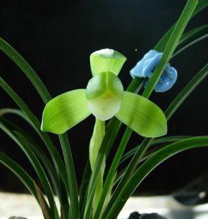 室内绿植兰花苗花卉盆栽春兰【俞氏素荷】特价包邮