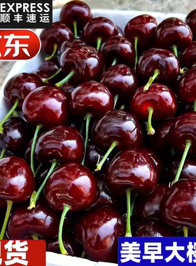 山东烟台美早国产大樱桃特大果现摘现发脆甜孕妇新鲜水果