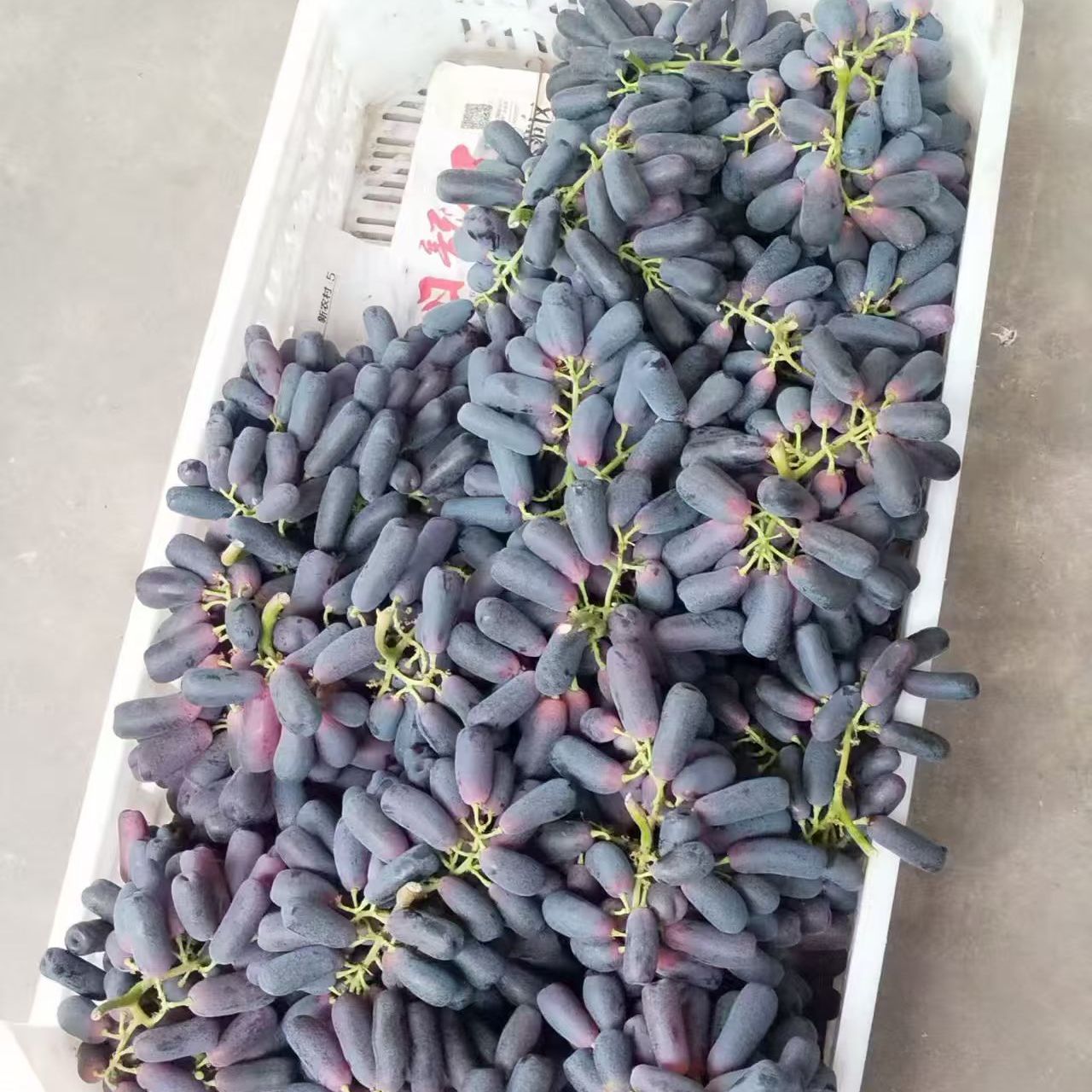 正宗特级蓝宝石葡萄当季新鲜现摘葡萄/提子