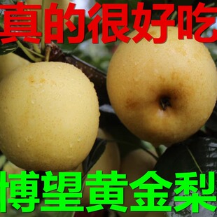 黄金梨正宗博望坡黄金梨超甜超脆新鲜梨水果包邮一箱24个18斤包邮
