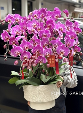 上海同城兰花蝴蝶兰盆栽四季花卉春节年宵花送客户亲朋友生日礼物