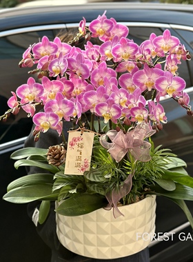 上海同城配送春节送礼蝴蝶兰盆栽兰花真花室内年宵花卉乔迁新居