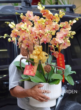 上海同城鲜花兰花蝴蝶兰盆栽开业贺礼乔迁新居前台花送礼年宵花