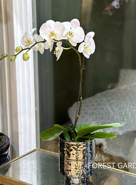 上海蝴蝶兰盆栽兰花办公室桌面小绿植带盆栽好送老师玄关盆景