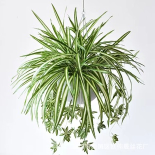 仿真花艺假花 吊兰花 绿色植物吊兰花壁挂家居客厅装饰花挂壁花艺