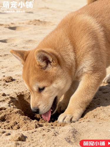 广西土猎犬赶山猎犬狩猎犬狗狗活物小狗崽真狗看家护院大黄狗活狗