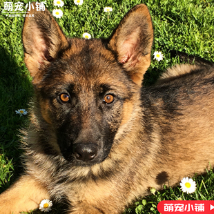 德国牧羊犬德牧牧犬纯种大型犬幼犬警犬弓背狼狗护院黑背正宗现货