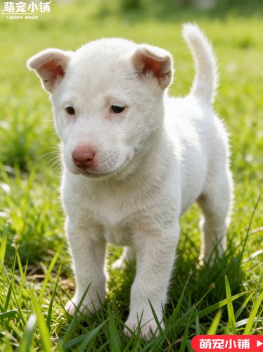 下司犬活体幼犬贵州凯里赶山狩猎犬下司幼崽看家狗崽五红下司狗