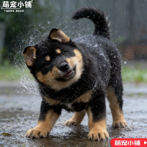 四眼铁包金中华原生犬种幼崽聪明温顺护院能手活体铁包金土狗幼崽