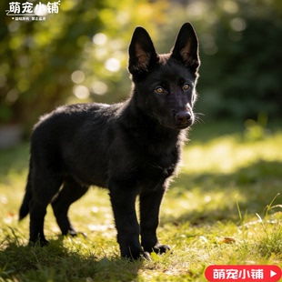 东德牧羊犬活体纯黑幼犬看家护院警犬护卫家养幼崽小狗黑色狼狗