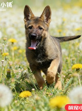昆明犬黑背系幼崽狼狗三个月中国昆明犬第一代看家护院中华田园犬