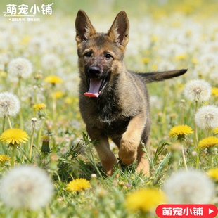 昆明犬黑背系幼崽狼狗三个月中国昆明犬第一代看家护院中华田园犬