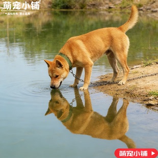 中华田园犬大黄狗黄狗白面土狗大骨架看家护院小狗狗幼犬活体