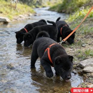 五黑犬幼犬广西猎犬赶山犬狩猎看家狗黑狗黑土虎头中华田园护院犬