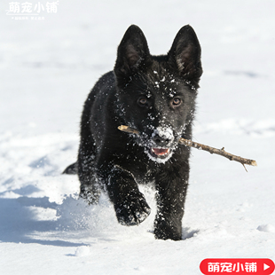 东德牧羊犬活体纯黑幼犬看家大型护院护卫小狗黑色放羊警犬狼狗