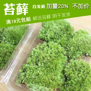 盆栽包邮植物鲜活青苔小白发藓短绒微景观生态瓶水陆缸diy材料包