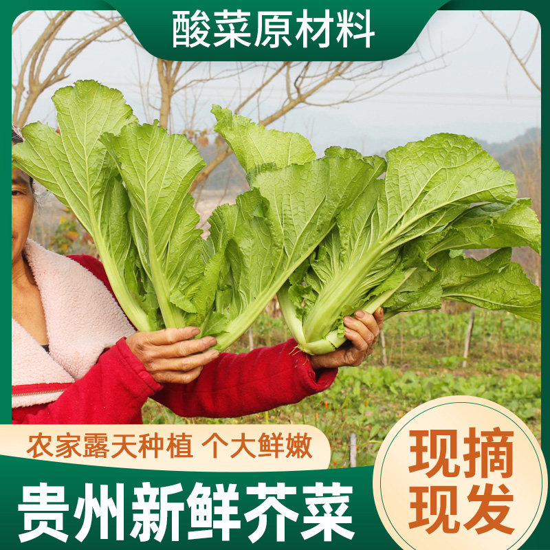 新鲜芥菜 贵州农家本地青菜 腌泡酸菜原料大叶青菜 贵阳宽叶青菜,水产肉类/新鲜蔬果/熟食,蔬菜沙拉,淘宝优惠券,粉丝福利购,淘宝优惠卷