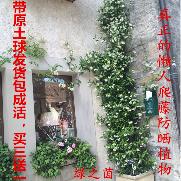 爬藤植物四季常绿茉莉花盆栽