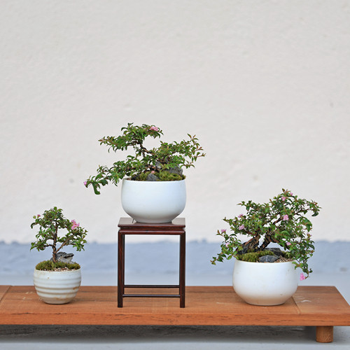 【静潇园】点缀·室内桌面微型绿植盆栽盆景摆件