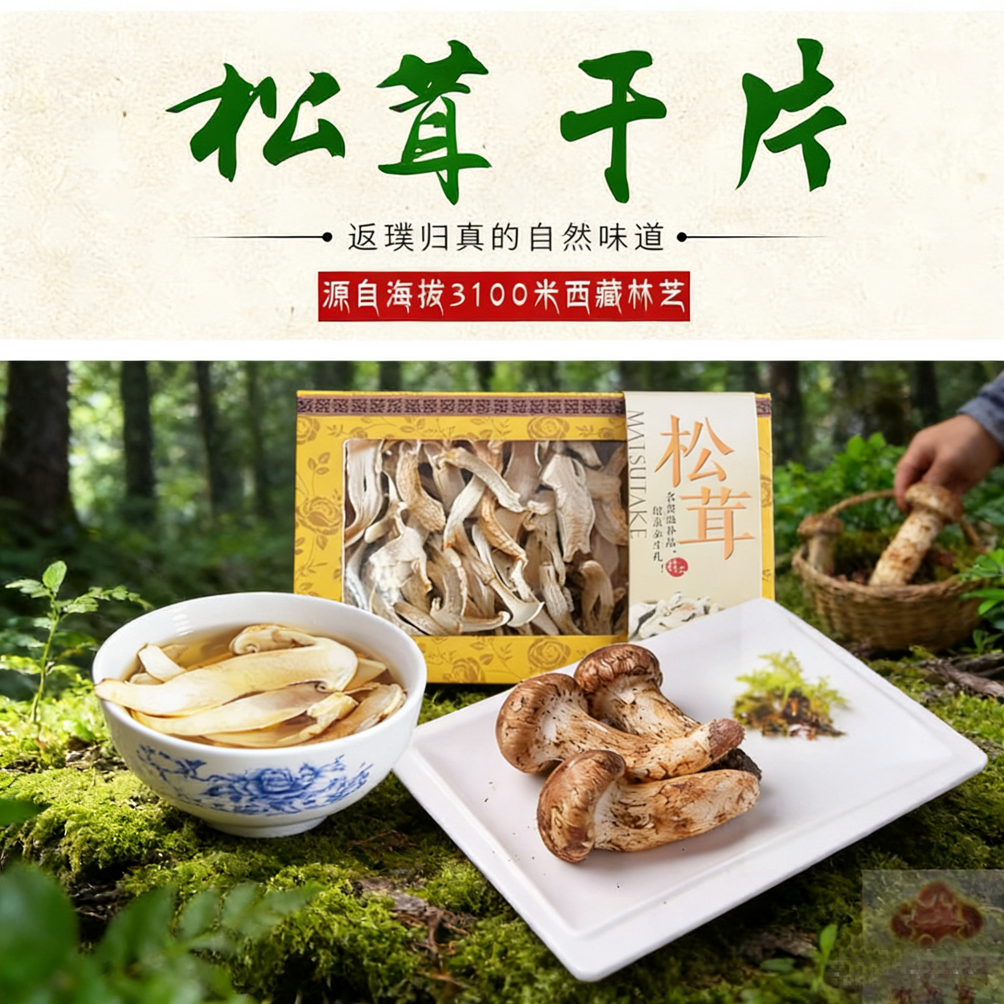 新货松茸干货松茸干片波密鲁朗巴松措非人工250g西藏林芝产