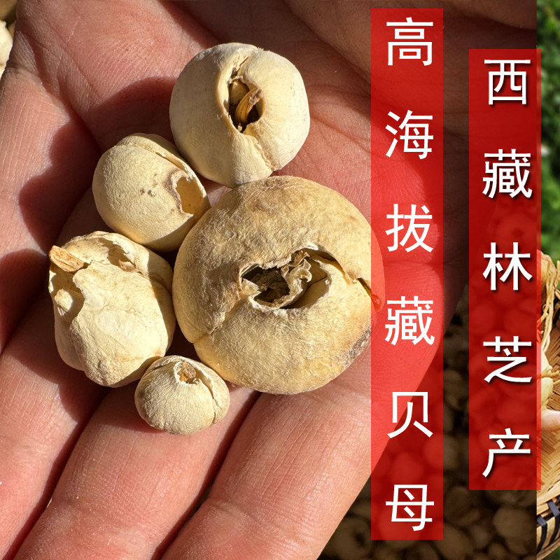 西藏高海拔藏贝母藏青贝炉贝芝母中药材正品非川贝母大粒特产林芝