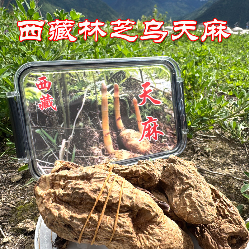 藏天麻波密乌天麻西藏林芝高海拔整个大个原始森林培育250克