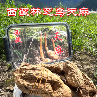 藏天麻波密乌天麻西藏林芝高海拔整个大个原始森林培育250克