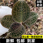 福建南靖新鲜金线莲鲜品仿野生林下生态种植15个月食用天然农产品